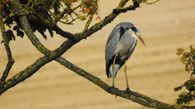 Alternating photos of wildlife captured in Skerningham Woodland. Photos of: orange and brown wall butterfly, yellow wagtail, grey heron, roe buck, red fox, sedge warbler, dipper, cuckoo, mute swan and willow warbler