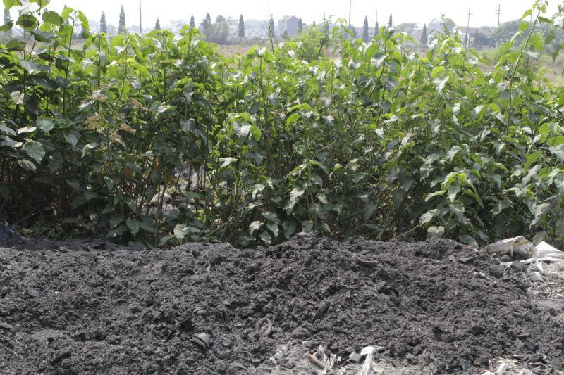 Highly toxic plastic ash dumped near crops in Surabaya