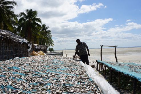 Fisherman dries his catch in the sun in Mozambique