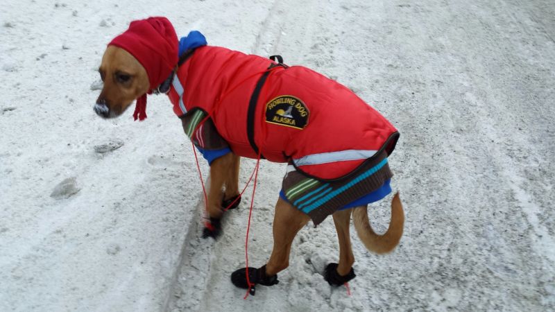 A dog in a fleece jacket and overcoat