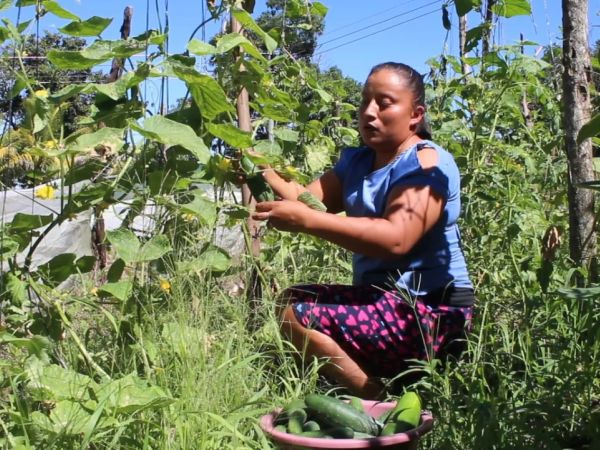 A young woman kneeling down and tending to the food-bearing plants she has grown.