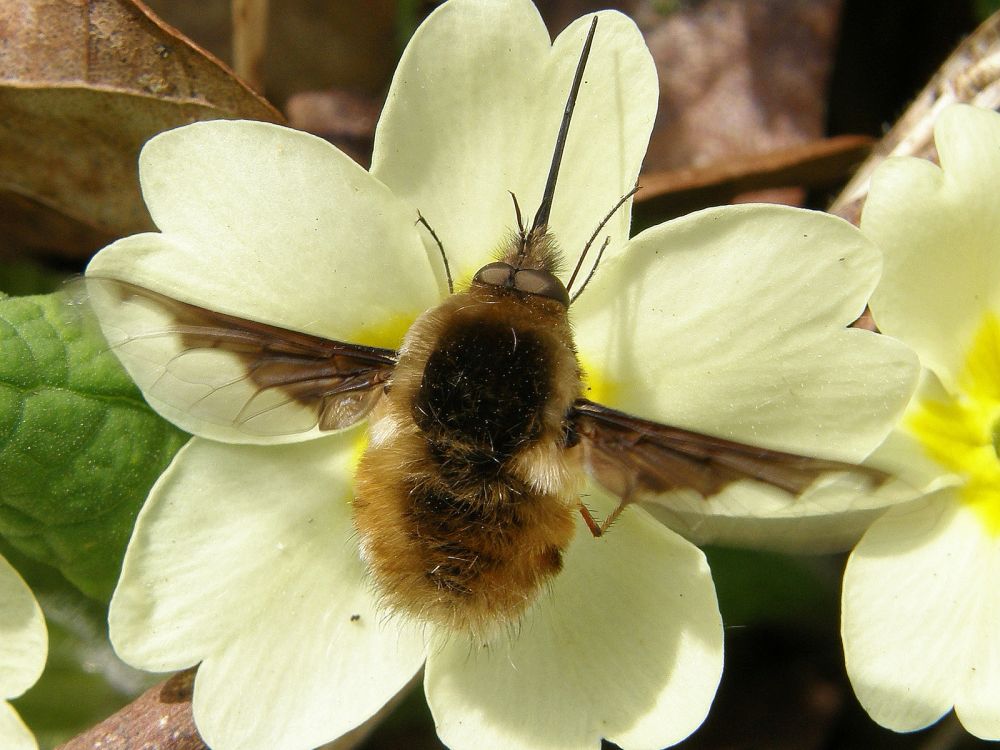 Beeflies (Bombylius spp.)