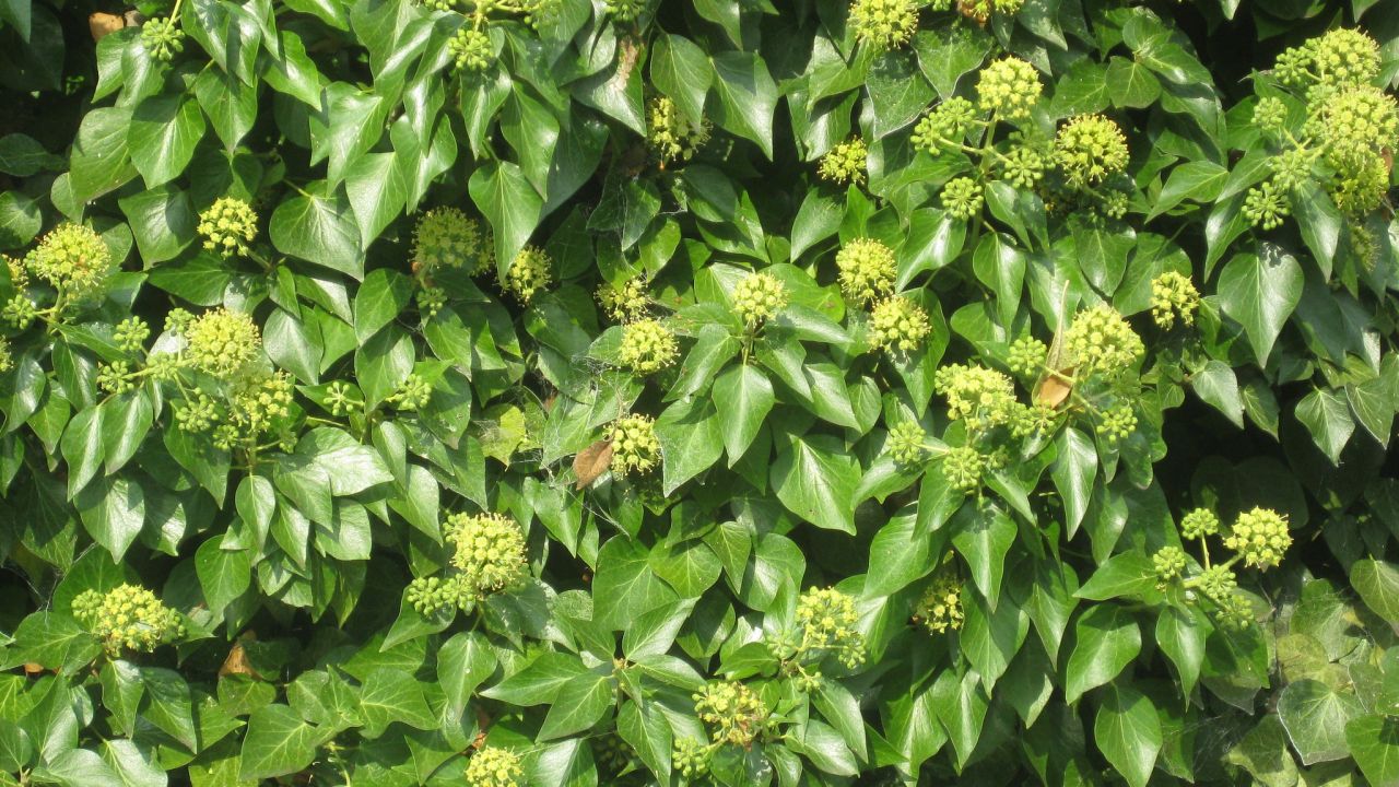 Mature ivy growing on fence