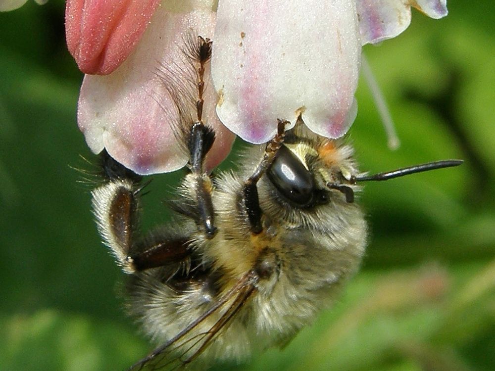 Flower bees (Anthophora spp.)