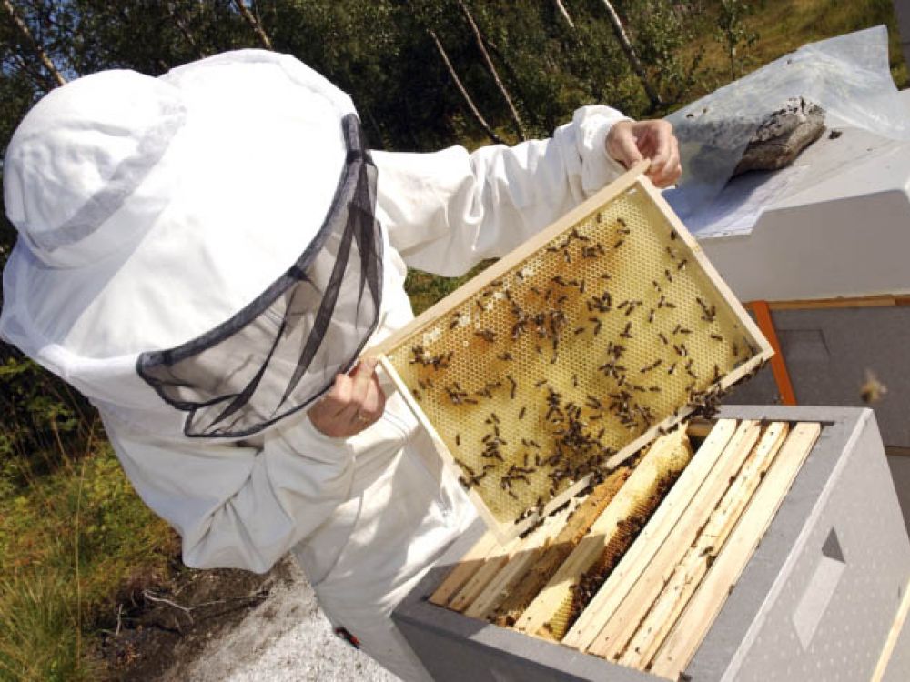 A beekeeper inspects honeybees on frame from a hive