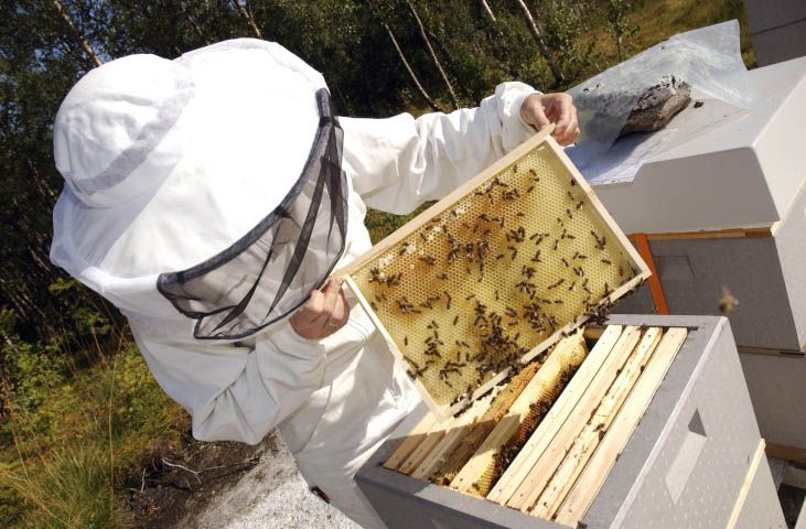 A beekeeper inspects honeybees on frame from a hive