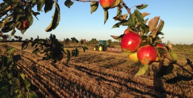 Agroforestry in action