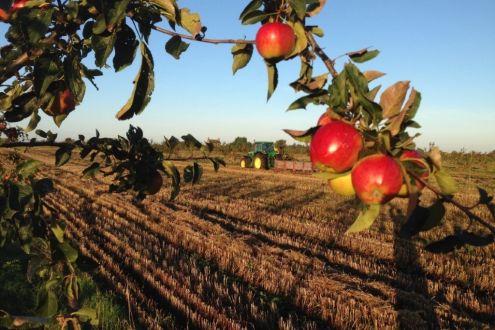 Agroforestry in action