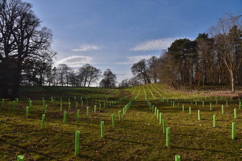 A field with rows of newly planted trees protected by green tree tubes