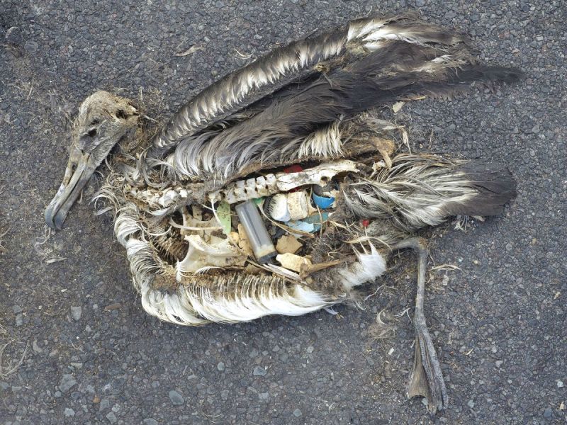 The unaltered stomach contents of a dead albatross chick include plastic marine debris fed the chick by its parents