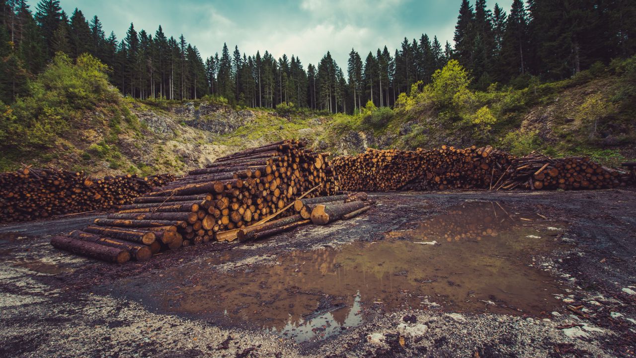 Logs piled up after trees are felled