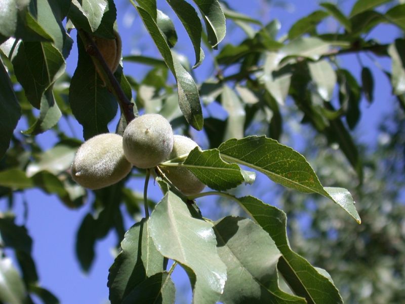 Almond tree in California