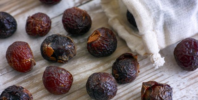 Alternatives to plastic include these soap nuts for washing laundry – soap nuts spilling from textile bag on wooden background
