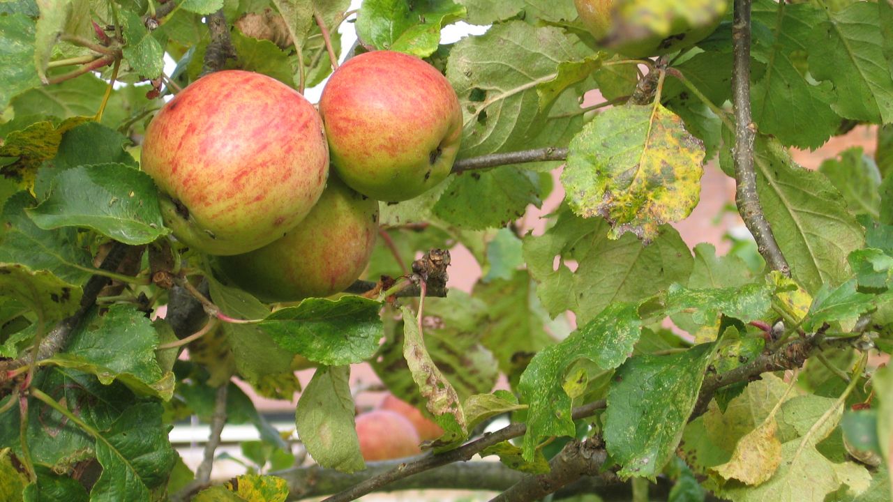 Apple tree
