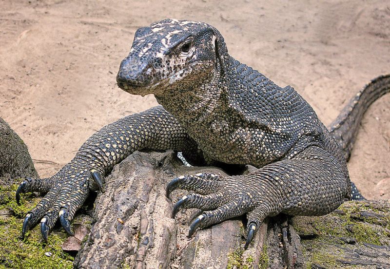 photo of Asian water monitor lizard