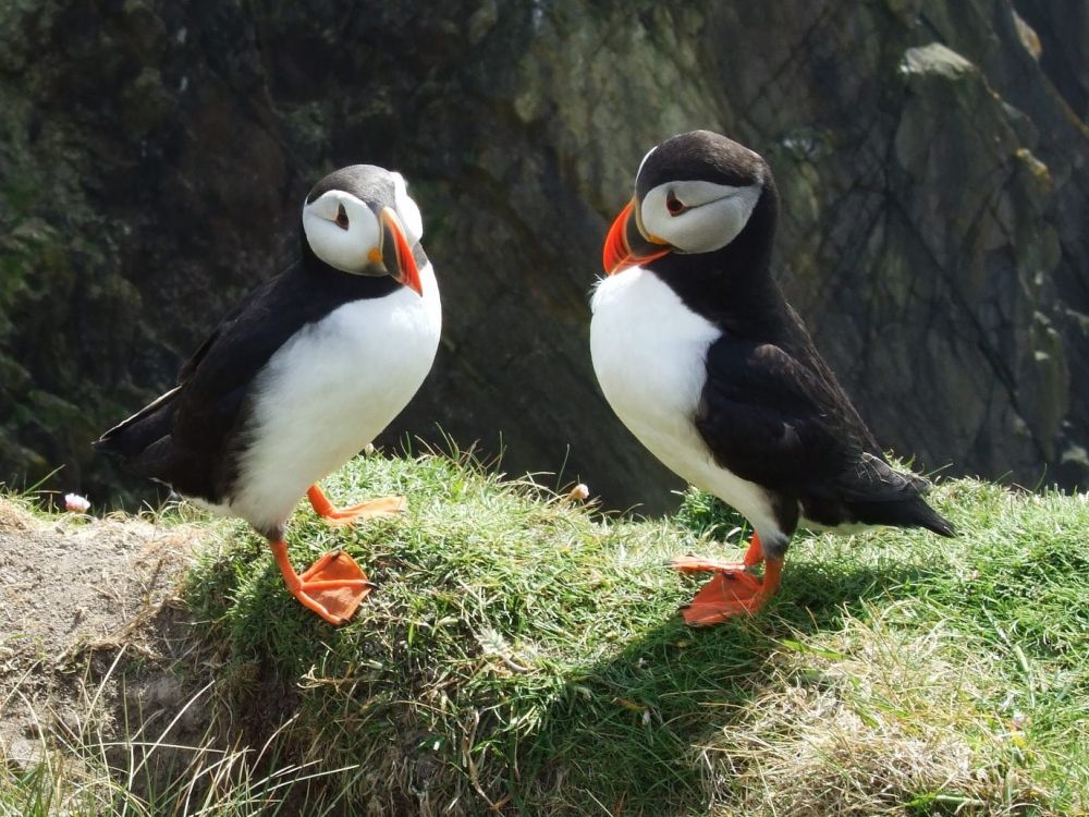 Two Atlantic Puffins in breeding plumage. Picture taken at Sumburgh Head, Shetland, UK.