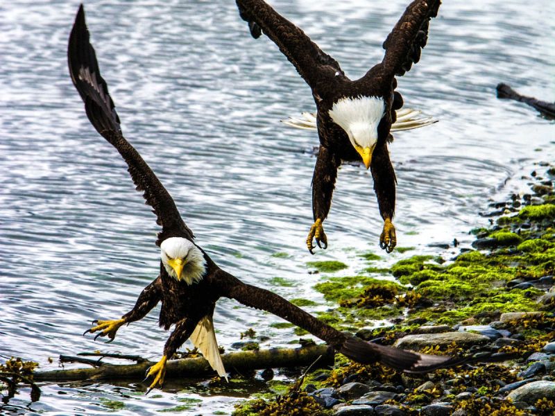Bald eagles in the Tongass National Forest