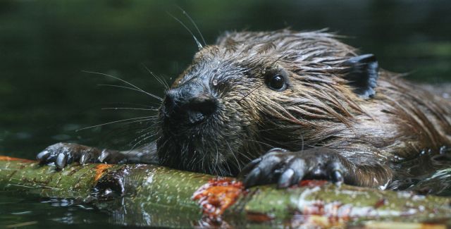 Beaver swimming, holding stick