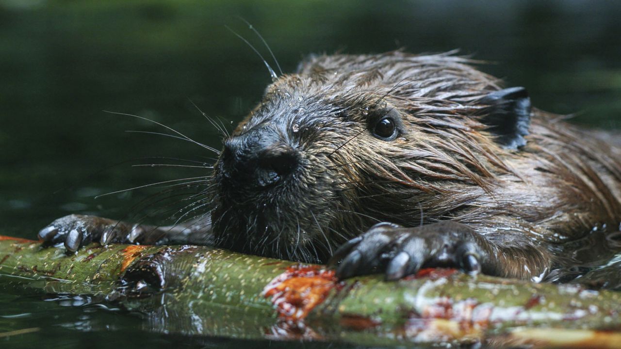 Beaver swimming, holding stick