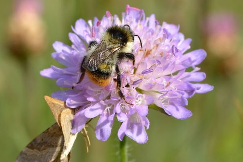 A bumblebee and a butterfly feeding on a purple wildflower