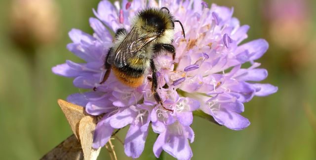 A bumblebee and a butterfly feeding on a purple wildflower