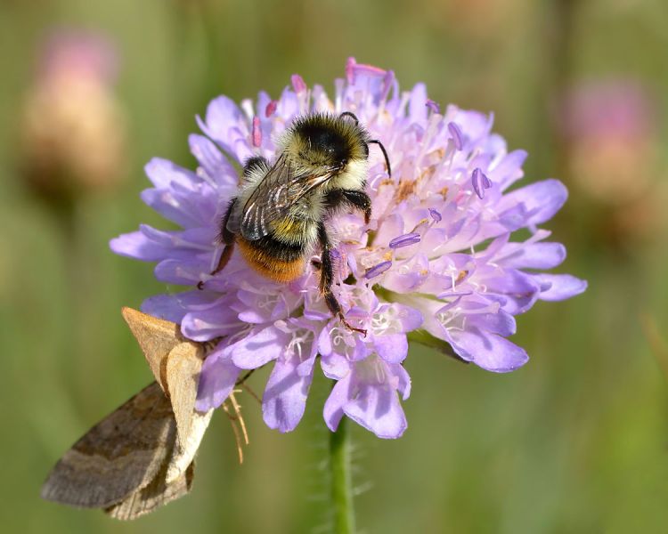A bumblebee and a butterfly feeding on a purple wildflower