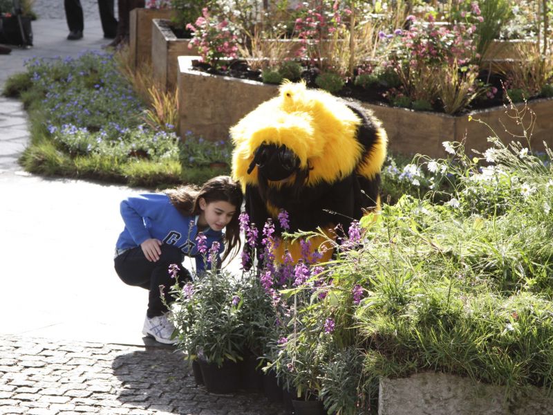 bee cause launch examining bees
