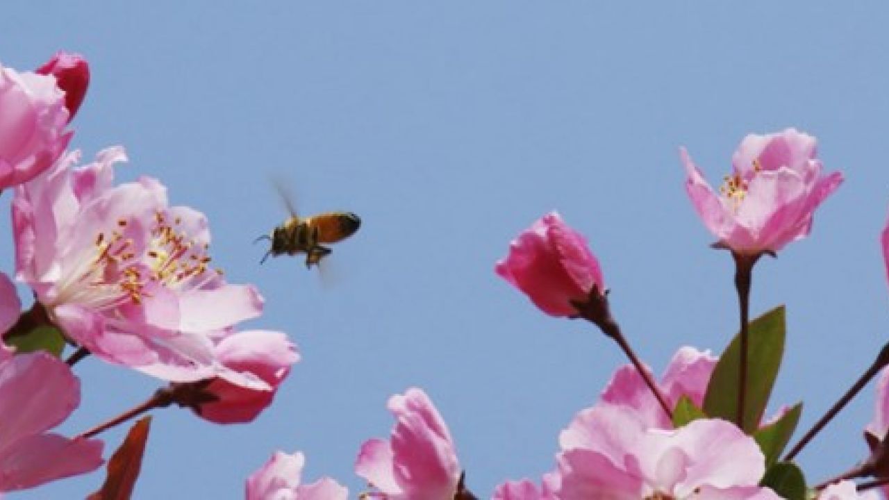 bee about to land on some flowers