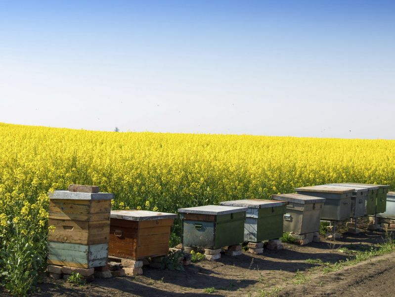 Bee hives next to rape seed field