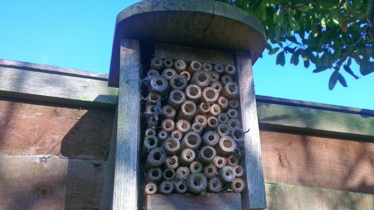 Wooden box bee hotel fixed to a garden fence