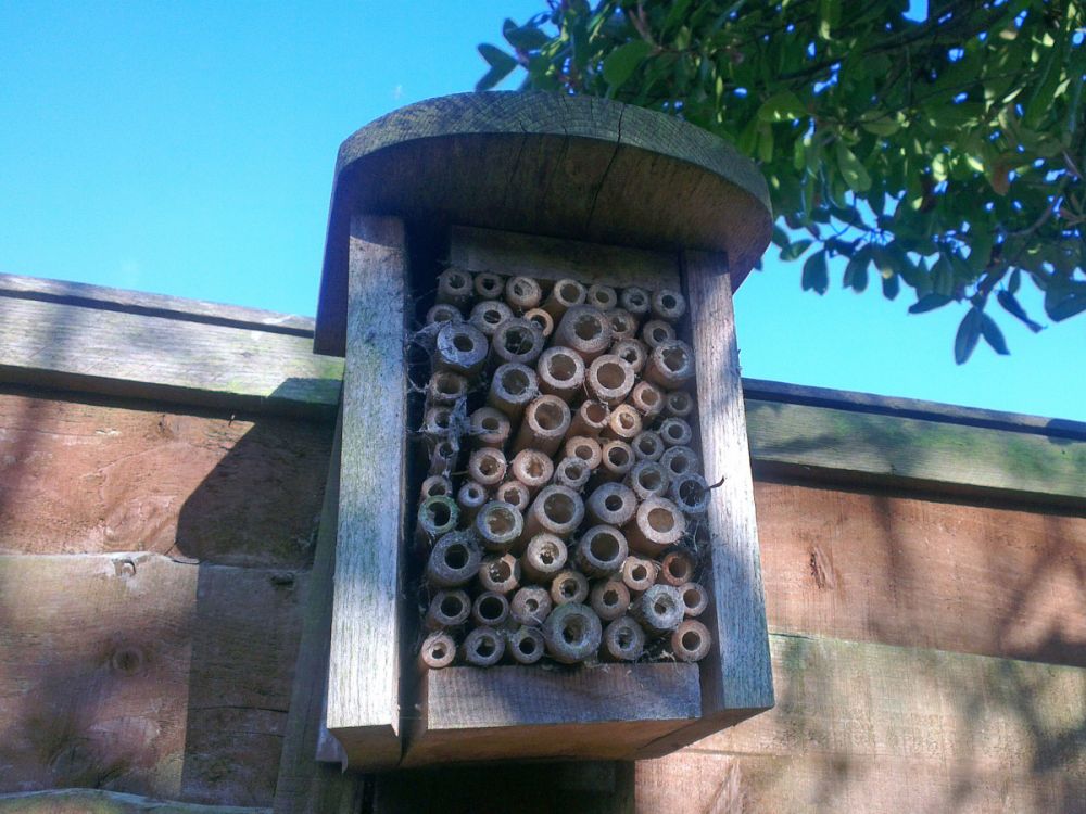 Wooden box bee hotel fixed to a garden fence