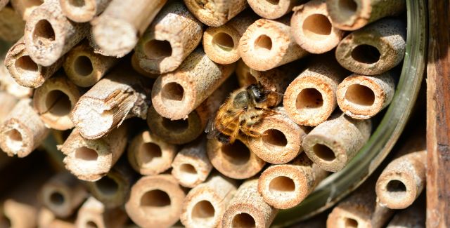 Bee hotel