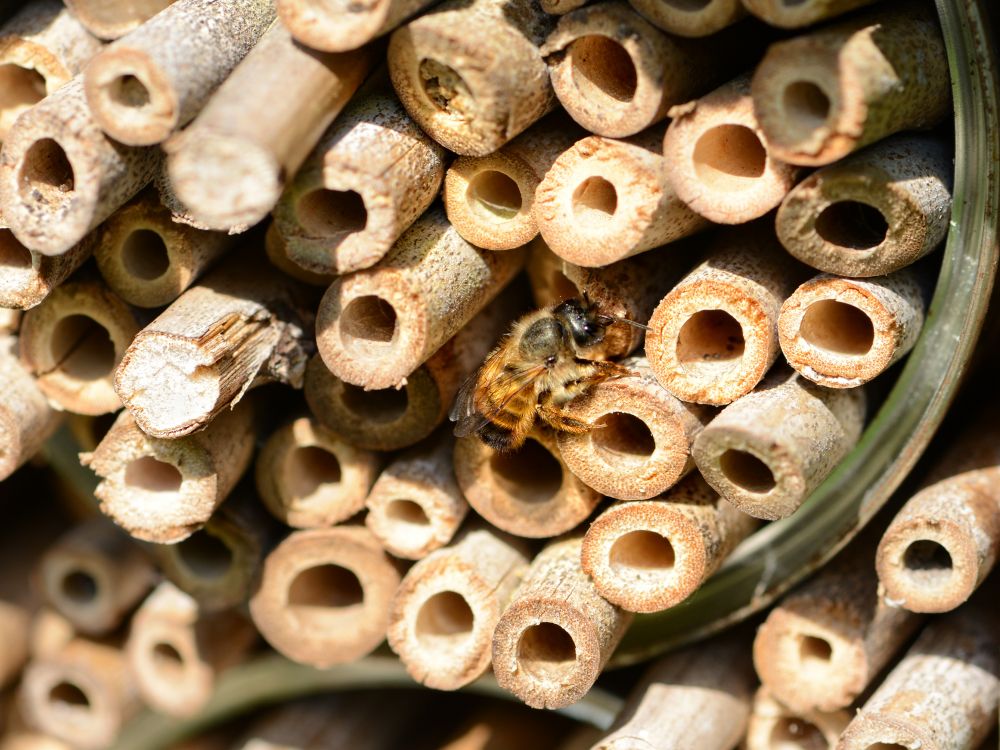 Bee hotel