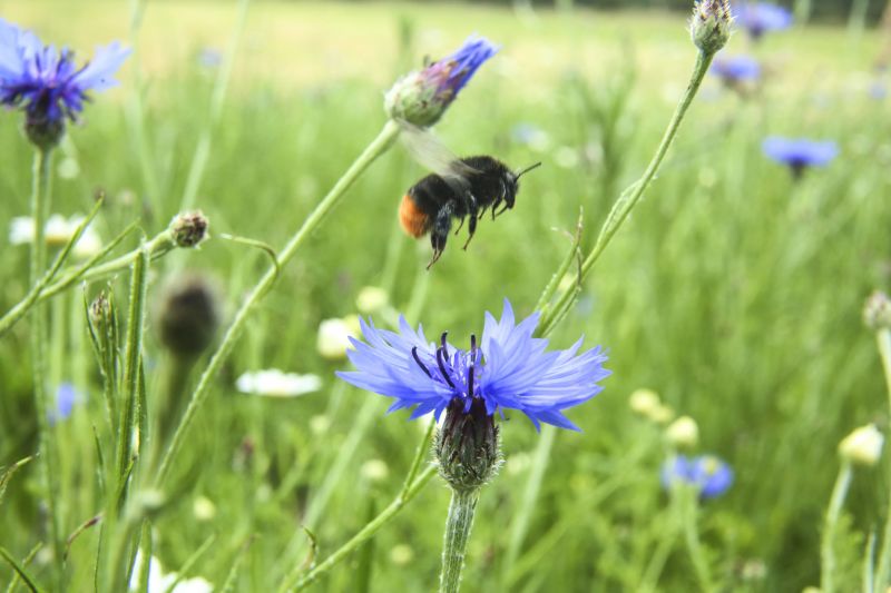 Red-tailed black bumble bee in meadow with blue flowers