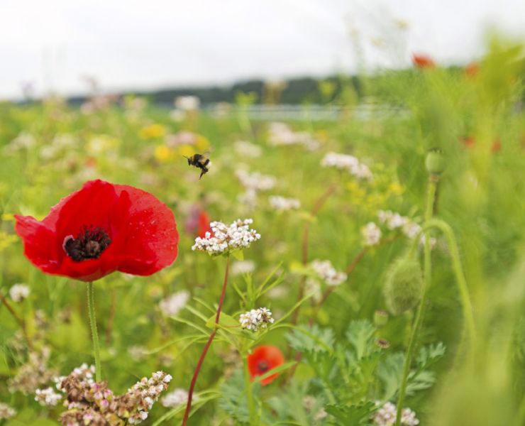 Bee next to a poppy flower