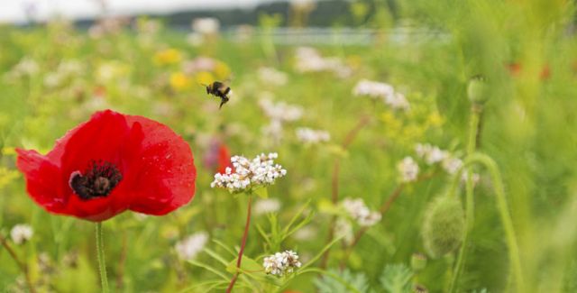 Bee next to a poppy flower