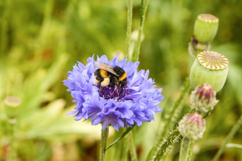 Bee on blue flower in meadow