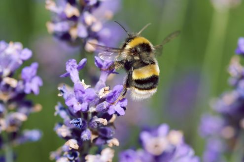 bee on lavender flower