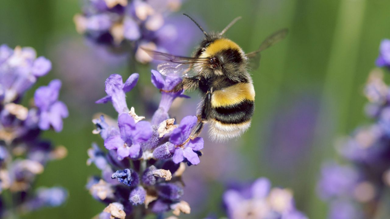 bee on lavender flower