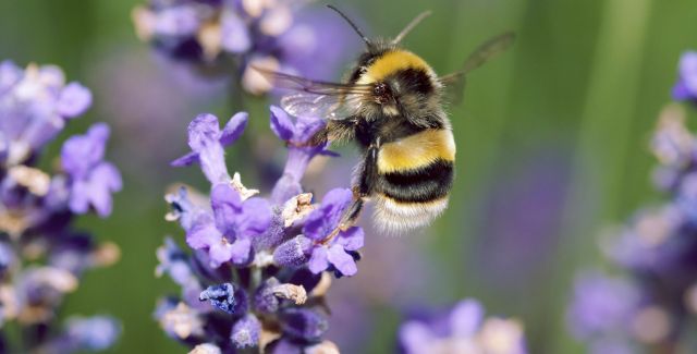 bee on lavender flower
