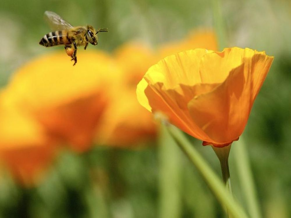 Bee on orange flower