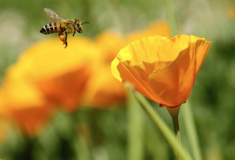 Bee on orange flower