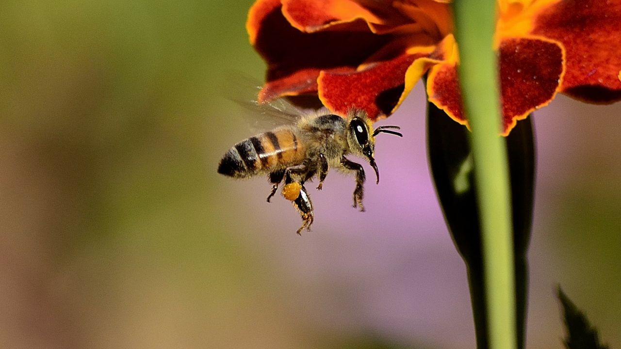 photo of honey bee and orange flower