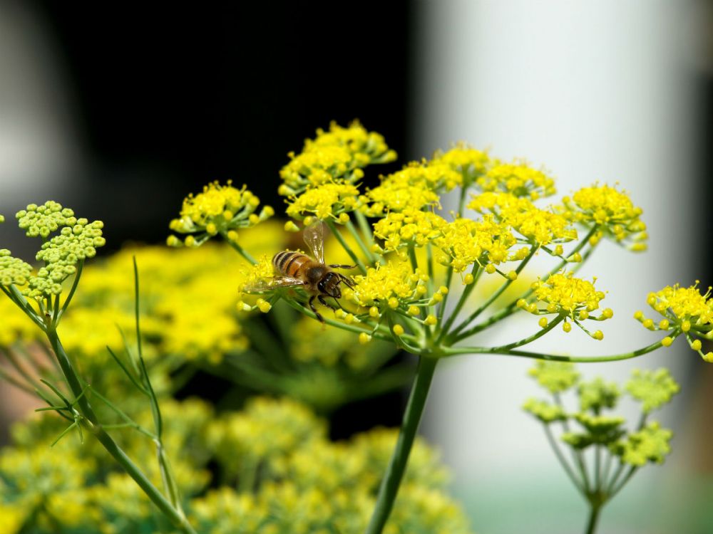 A bee on a yellow-headed flower of the fennel plant