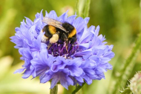 Bee on a blue flower
