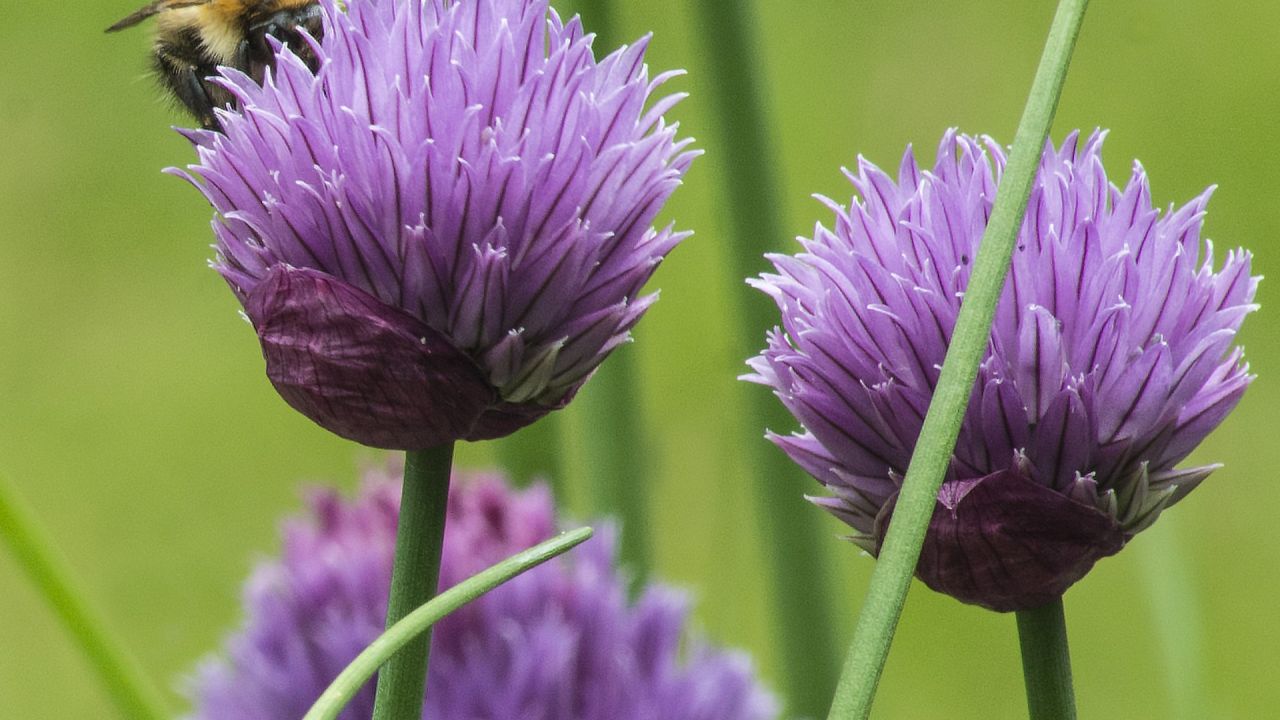 bee on chives