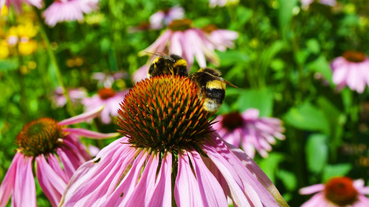 Bee on purple flower