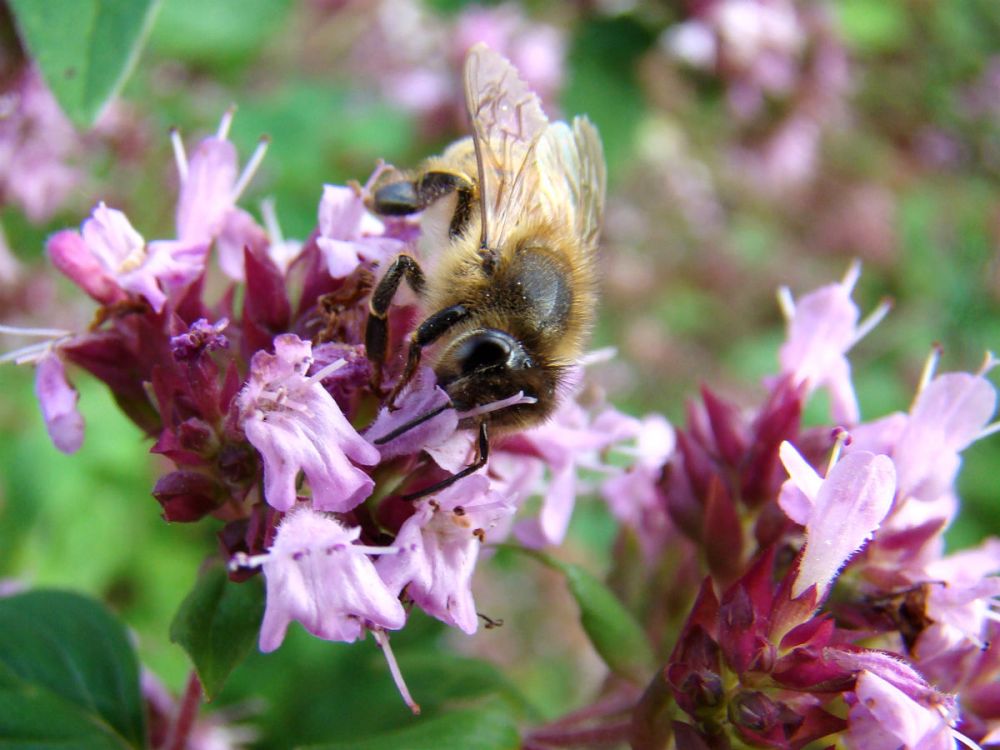 A bee visiting a thyme herb plant