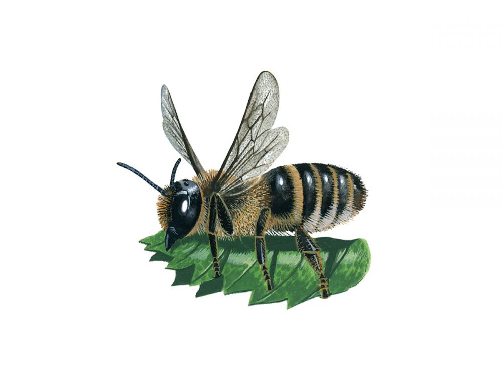 Leafcutter Bees