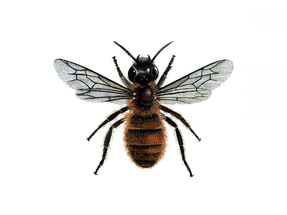 Red Mason Bee